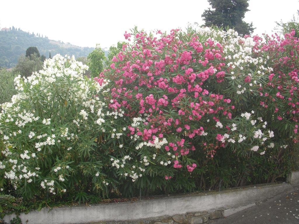 Residence Hotel Edy Imperia Exterior photo